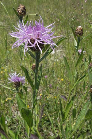 Centaurea jacea \ Wiesen-Flockenblume / Brown Knapweed, F Allevard 11.6.2006