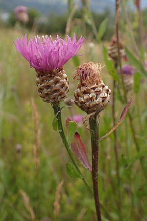 Centaurea jacea \ Wiesen-Flockenblume / Brown Knapweed, F Savines-le-Lac 8.7.2016