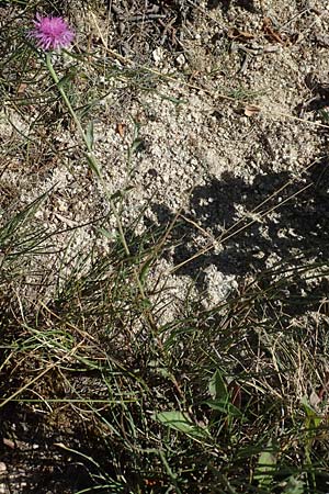 Centaurea jacea \ Wiesen-Flockenblume / Brown Knapweed, F Pyrenäen/Pyrenees, Molitg-les-Bains 23.7.2018