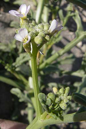 Cakile maritima \ Europischer Meersenf, F Stes. Maries 27.5.2009