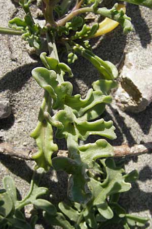 Cakile maritima / Sea Rocket, F Stes. Maries 27.5.2009