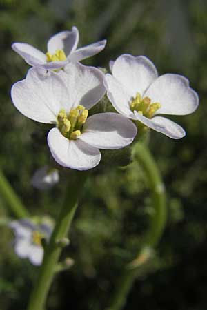 Cakile maritima / Sea Rocket, F Stes. Maries 27.5.2009