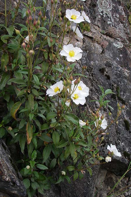 Cistus laurifolius \ Lorbeerblttige Zistrose / Laurel-Leaved Rock-Rose, F Pyrenäen/Pyrenees, Col de Pailhères 27.6.2008