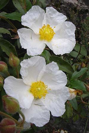 Cistus laurifolius \ Lorbeerblttige Zistrose, F Pyrenäen, Col de Pailhères 27.6.2008