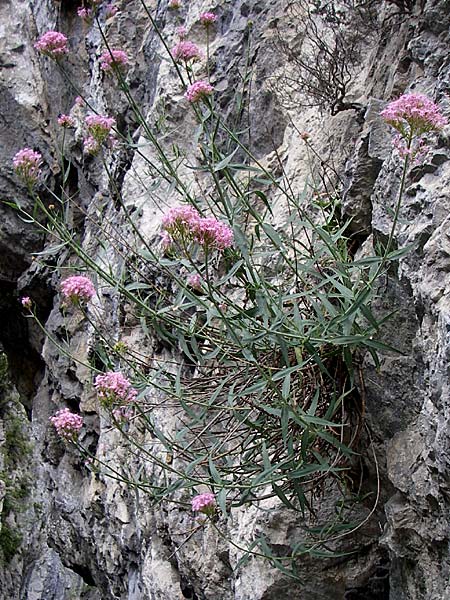 Centranthus lecoqii \ Lecoqs Spornblume, F Pyrenäen, Aude - Schlucht 27.6.2008