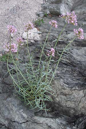 Centranthus angustifolius \ Schmalblttige Spornblume, F Pyrenäen, Olette 27.6.2008