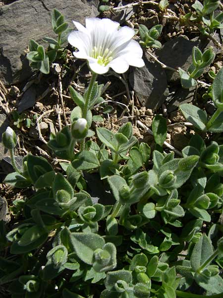 Cerastium latifolium \ Breitblttiges Hornkraut, Kalkalpen-Hornkraut / Broad-Leaved Chickweed, F Col de Lautaret Botan. Gar. 28.6.2008