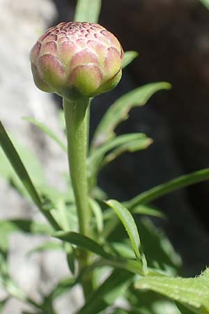 Cephalaria leucantha \ Weier Schuppenkopf, F Pyrenäen, Gorges de Galamus 23.7.2018