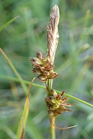 Carex liparocarpos ? \ Glanz-Segge, F Pyrenäen, Mont Louis 3.8.2018