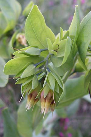 Cerinthe minor \ Kleine Wachsblume, F Col du Galibier 21.6.2008