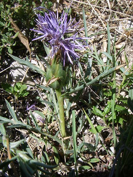 Carthamus mitissimus \ Blaue Frberdistel / Blue Safflower, F La-Palud-sur-Verdon 23.6.2008