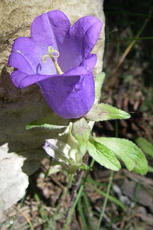 Campanula medium \ Marien-Glockenblume, F La-Palud-sur-Verdon 23.6.2008