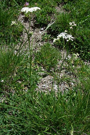 Conopodium majus \ Franzsische Erdkastanie, F Pyrenäen, Puymorens 26.6.2008