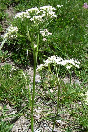 Conopodium majus \ Französische Erdkastanie / Pignut, F Pyrenäen/Pyrenees, Puymorens 26.6.2008