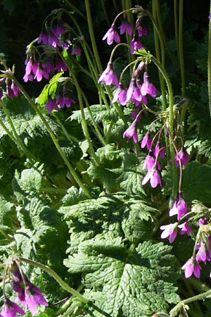 Primula matthioli / Bear's-Ear Sanicle, F Col de Lautaret Botan. Gar. 28.6.2008