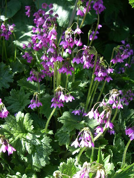 Primula matthioli / Bear's-Ear Sanicle, F Col de Lautaret Botan. Gar. 28.6.2008