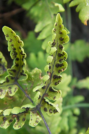 Cystopteris montana \ Berg-Blasenfarn / Mountain Bladder Fern, F Pyrenäen/Pyrenees, Gourette 25.8.2011