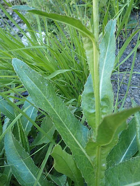 Cirsium monspessulanum / Montpellier Thistle, F Gorges du Bachelard 9.7.2016