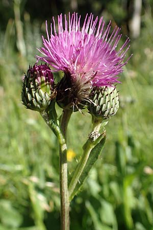 Cirsium monspessulanum / Montpellier Thistle, F Gorges du Bachelard 9.7.2016