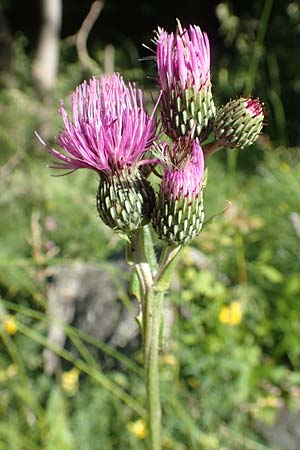 Cirsium monspessulanum / Montpellier Thistle, F Gorges du Bachelard 9.7.2016