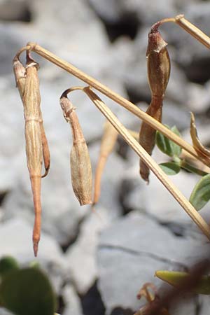 Coronilla minima \ Kleine Kronwicke / Small Scorpion Vetch, F Pyrenäen/Pyrenees, Gorges de Galamus 23.7.2018