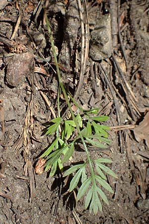 Conopodium majus \ Franzsische Erdkastanie / Pignut, F Pyrenäen/Pyrenees, Canigou 24.7.2018