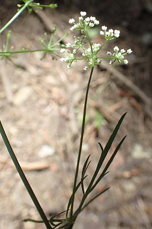 Conopodium majus \ Franzsische Erdkastanie, F Pyrenäen, Canigou 24.7.2018