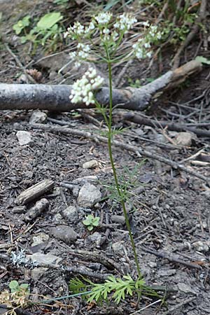 Conopodium majus \ Franzsische Erdkastanie / Pignut, F Pyrenäen/Pyrenees, Canigou 24.7.2018