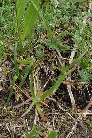 Carex montana \ Berg-Segge / Mountain Sedge, Soft-Leaved Sedge, F Vogesen/Vosges, Grand Ballon 18.6.2019