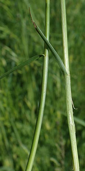 Carex melanostachya / Great Plains Sedge, Black-Billed Sedge, F Sermoyer 4.5.2023