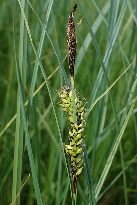 Carex melanostachya / Great Plains Sedge, Black-Billed Sedge, F Sermoyer 4.5.2023