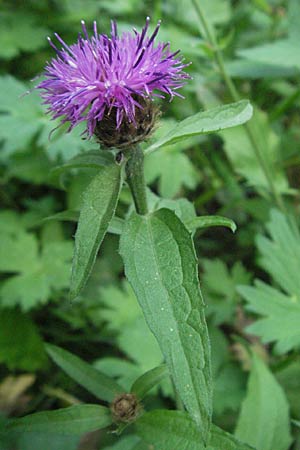 Centaurea nigra subsp. nemoralis \ Hain-Flockenblume, Schwarze Flockenblume, F Pyrenäen, Prades 12.8.2006