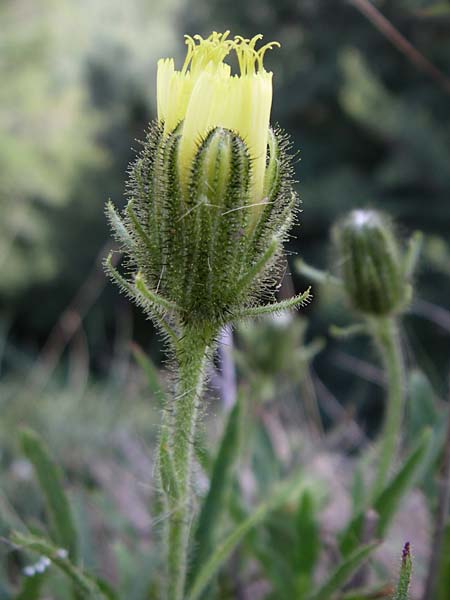 Crepis nicaeensis \ Nizza-Pippau, F Vogesen, Col de la Schlucht 5.8.2008