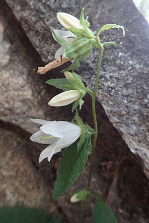 Campanula trachelium \ Nesselblttrige Glockenblume, F Pyrenäen, Saint-Martin du Canigou 25.7.2018