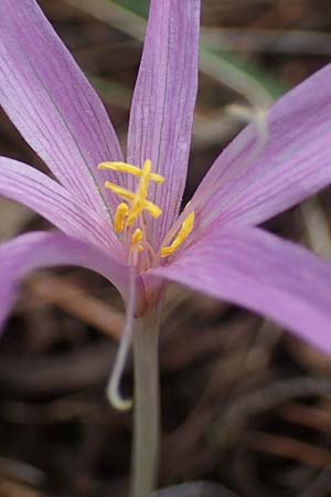 Colchicum neapolitanum \ Neapolitanische Zeitlose / Naples Autumn Crocus, F Maures, La Garde Freinet 8.10.2021