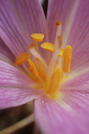 Colchicum neapolitanum / Naples Autumn Crocus, F Maures, La Garde Freinet 8.10.2021