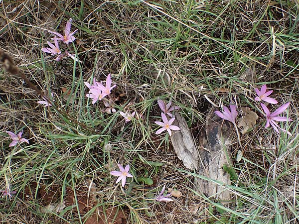 Colchicum neapolitanum \ Neapolitanische Zeitlose / Naples Autumn Crocus, F Maures, La Garde Freinet 8.10.2021