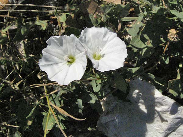 Convolvulus arvensis \ Acker-Winde / Field Bindweed, F Dept. Gard, Remoulins 7.6.2006