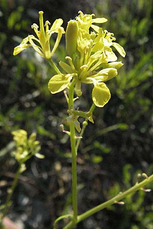 Erucastrum nasturtiifolium \ Stumpfkantige Hundsrauke / Water-Cress Leaved Rocket, F Serres 10.6.2006