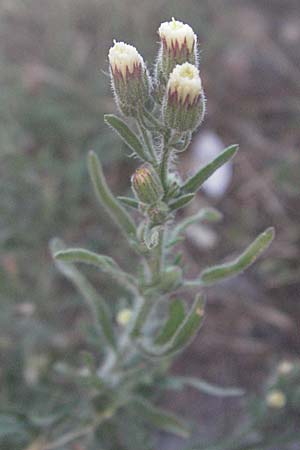 Erigeron bonariensis \ Sdamerikanischer Katzenschweif, Krauser Katzenschweif, F Avignon 7.8.2006