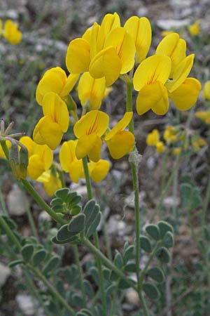 Coronilla glauca \ Blaugrne Kronwicke / Mediterranean Scorpion Vetch, F Dept. Aveyron,  Tiergues 15.5.2007