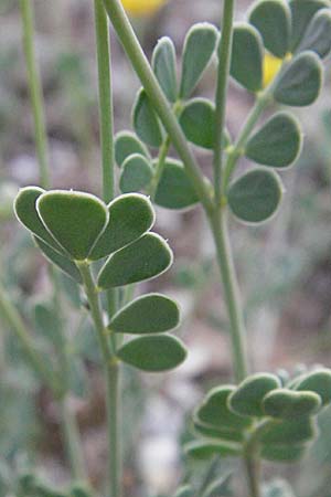 Coronilla glauca \ Blaugrne Kronwicke / Mediterranean Scorpion Vetch, F Dept. Aveyron,  Tiergues 15.5.2007