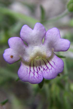 Chaenorhinum origanifolium subsp. crassifolium \ Dickblttriger Orant / Thick-Leaved Toadflax, F Pyrenäen/Pyrenees, Aude - Schlucht / Gorge 27.6.2008