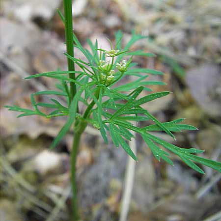 Conopodium majus \ Franzsische Erdkastanie / Pignut, F Millau 29.5.2009