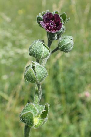 Cynoglossum officinale \ Gewhnliche Hundszunge / Hound's-Tongue, F Col de la Cayolle 9.7.2016