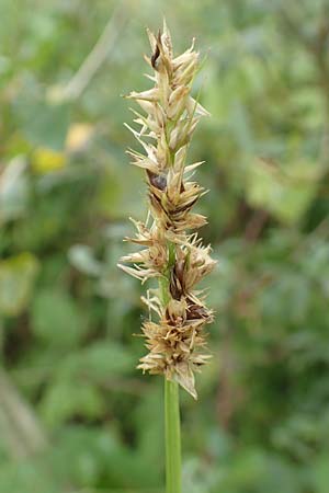 Carex vulpina \ Fuchs-Segge / True Fox Sedge, F Beinheim 27.7.2017