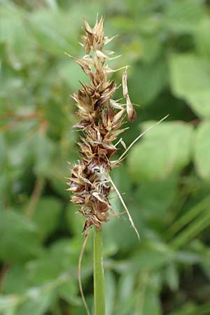 Carex vulpina \ Fuchs-Segge / True Fox Sedge, F Beinheim 27.7.2017