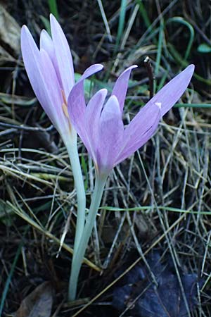 Colchicum autumnale / Meadow Saffron, Autumn Crocus, F Blieux 6.10.2021