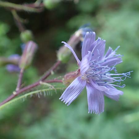 Cicerbita alpina \ Alpen-Milchlattich, Blaue Sau-Distel, F Vogesen, Grand Ballon 2.7.2018