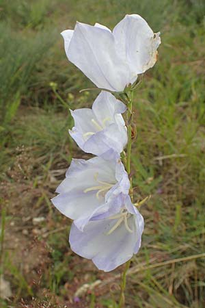 Campanula persicifolia \ Pfirsichblttrige Glockenblume / Peachleaf Bellflower, F Pyrenäen/Pyrenees, Col de Mantet 28.7.2018